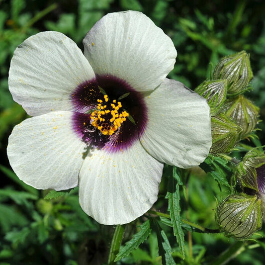 Amethyst Hibiscus Flower – Perennial Flower Seeds