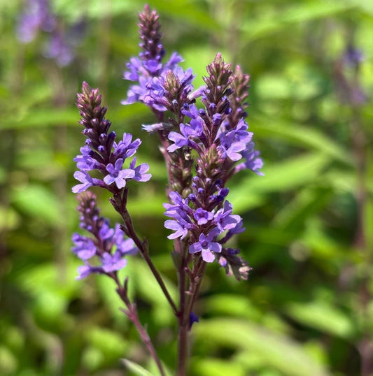 Blue Vervain Verbena – Hardy Wildflower Garden Seeds