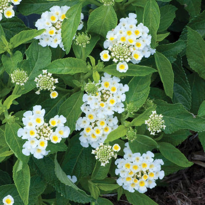 Silver Mound Lantana Seeds Cream Blossoms with Yellow Centers