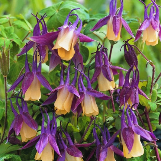 Black Currant Ice – Perennial, Dwarf Flower Seeds