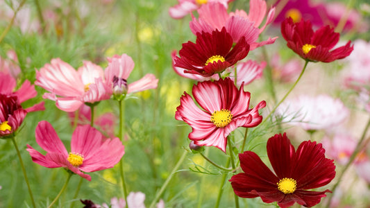Cosmos Purity Cosmos Bipinnatus – Colorful Garden Flower Seeds