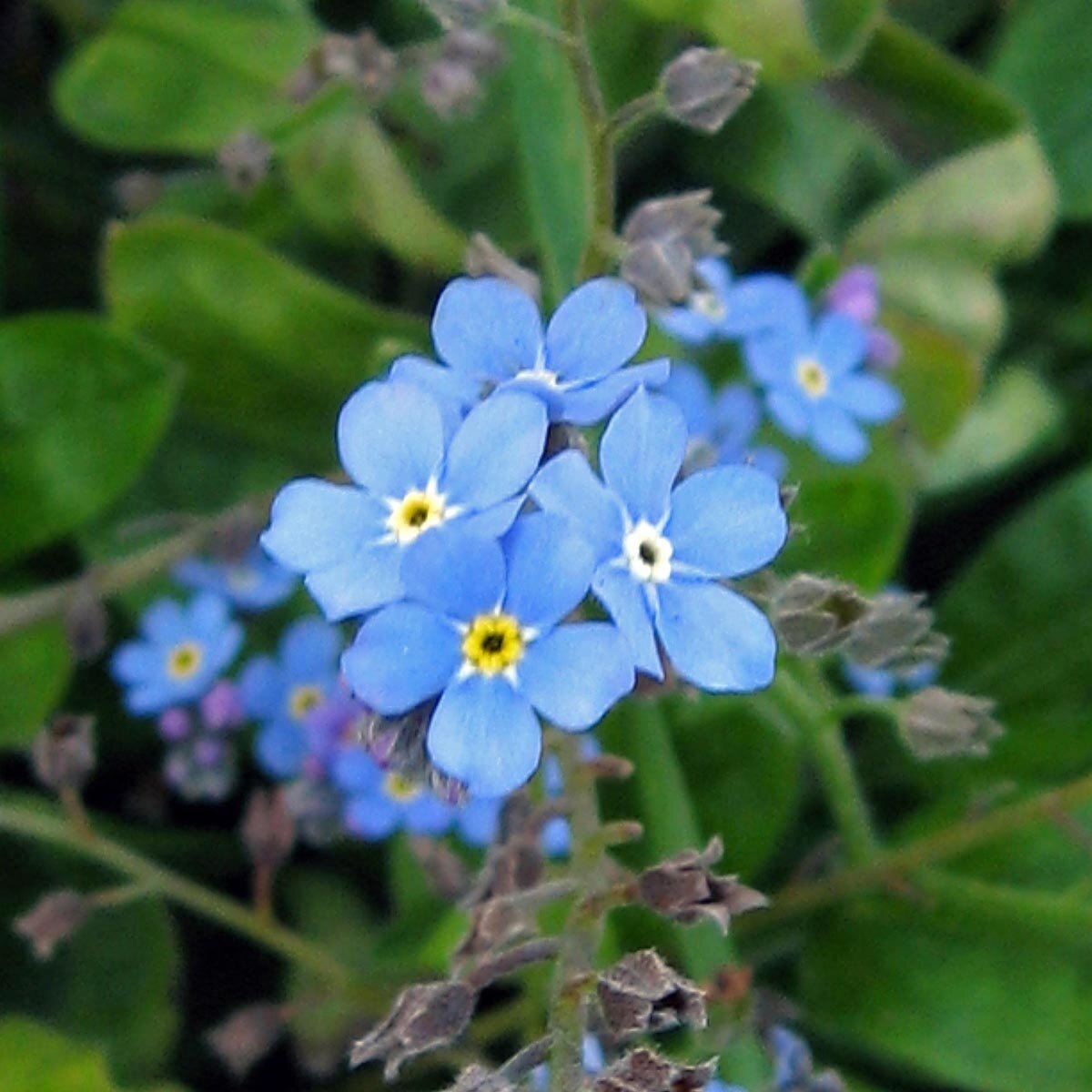 Forget Me Not Myosotis Sylvatica – Blue Garden Flower Seeds