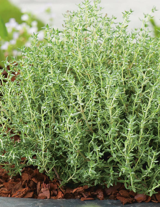 Herb Thyme Seeds Organic Heirloom Summer Herbs Seed Made in USA Non-GMO
