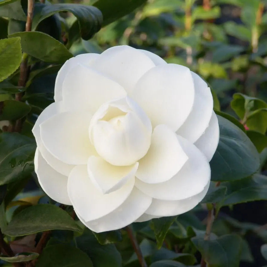 Camellia sinensis ‘Flore Pleno’ – Double White Flowering Plant