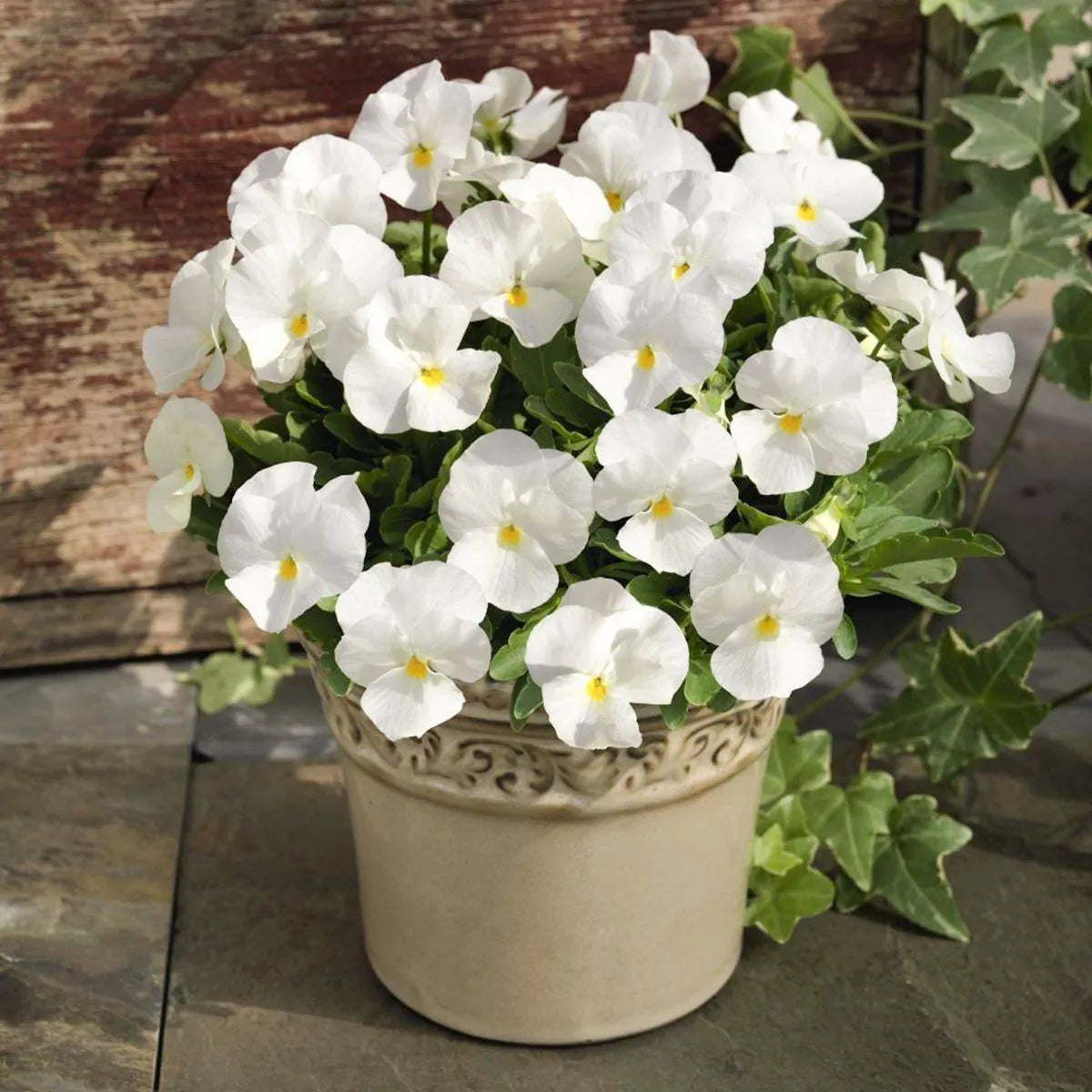 White Pansy Flower seeds for Planting - Compact Growth, Heirloom & GMO Free Seeds for Home Garden