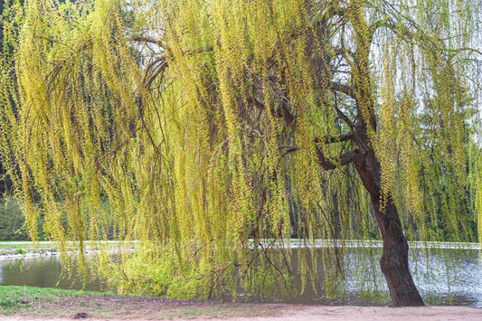 Black Willow Tree Cuttings Beautiful Shade And Privacy Tree
