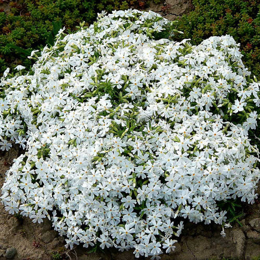 Snow in Summer – Hardy Wildflower Garden Seeds