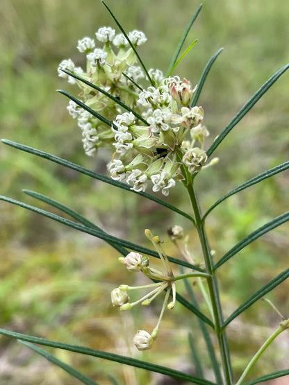 Whorled Milkweed – Native Perennial Wildflower Seeds
