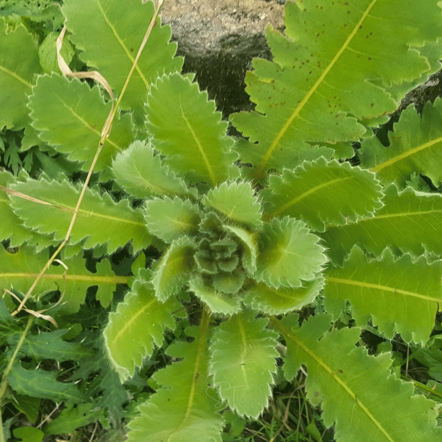 Wild Lettuce Lactuca Virosa – Edible Herb Garden Seeds