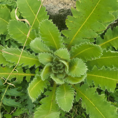 Wild Lettuce Lactuca Virosa – Edible Herb Garden Seeds