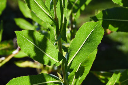 Wild and Prickly Lettuce – Edible Herb Garden Seeds