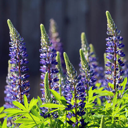 Lupine Lupinus Perennis – Blue Perennial Flower Seeds
