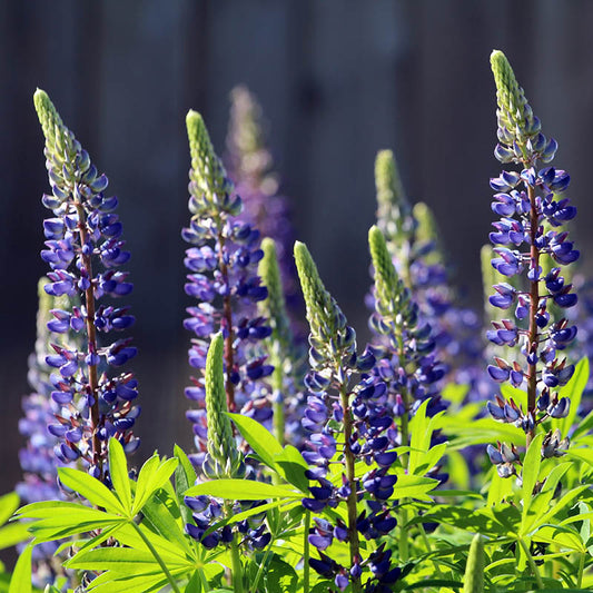 Lupine Lupinus Perennis – Blue Perennial Flower Seeds
