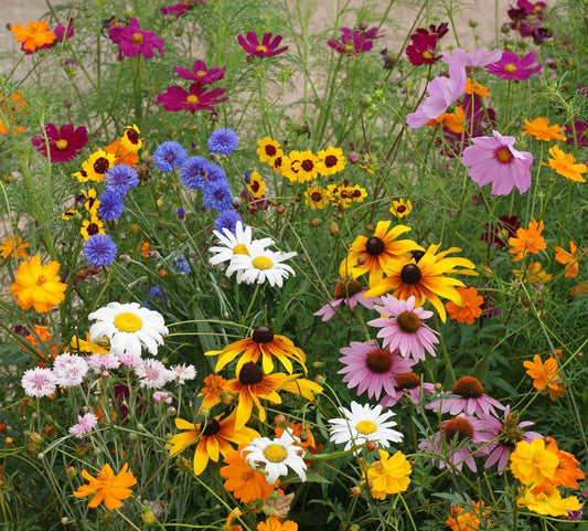 Honey Source Wildflower Mix – Pollinator Friendly Annual Flower Seeds