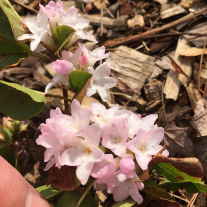 Arbutus Pink Bloom Seeds – Heirloom, Non-GMO, Ornamental Evergreen Shrub Seeds