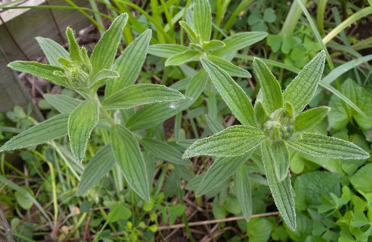 Marbleseed – Hardy Wildflower Garden Seeds