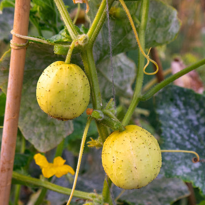 Cucumber Lemon Round Heirloom Seeds – Unique Yellow Oval Fruits for Home Gardening