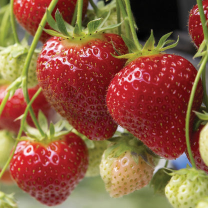 Seascape Strawberry Seeds – Heirloom, Non-GMO, Day-Neutral, High-Yield Variety