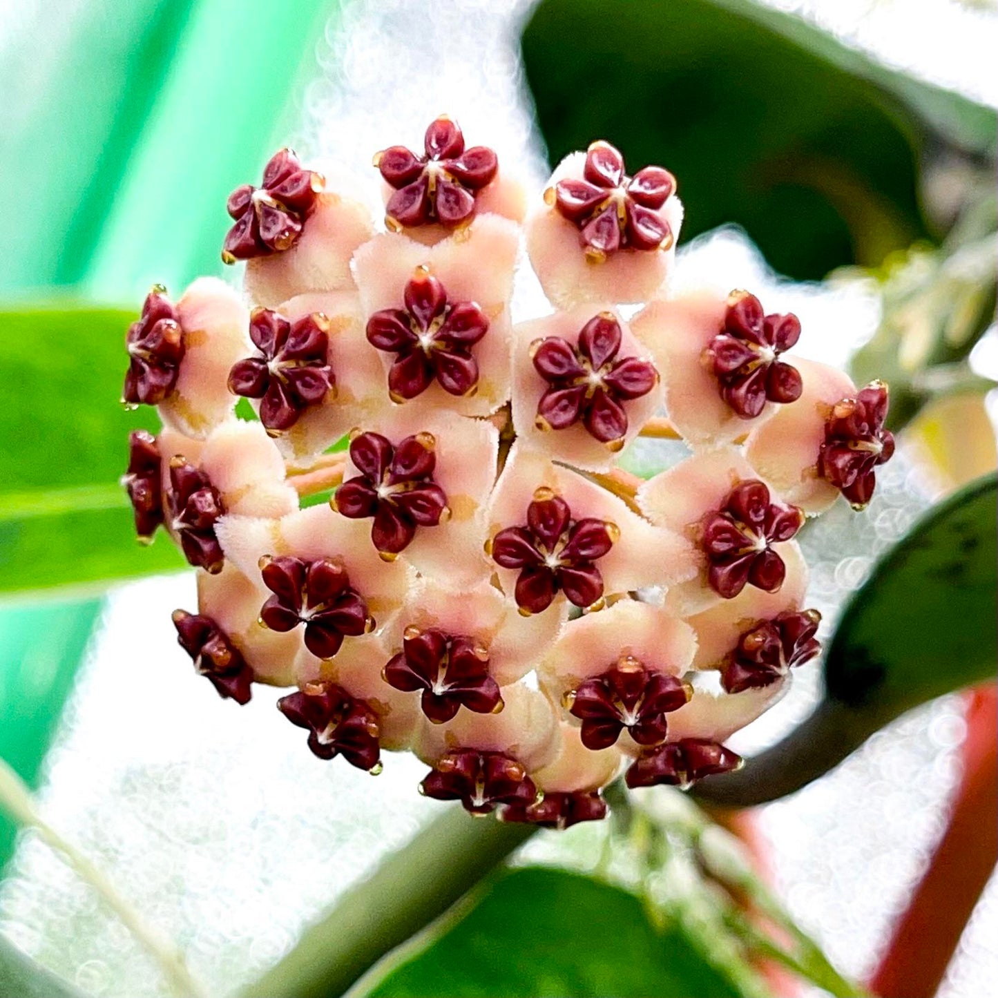 Hoya Kerrii Flowering Plant Seeds – Heirloom, Non-GMO, Easy to Grow Tropical Houseplant