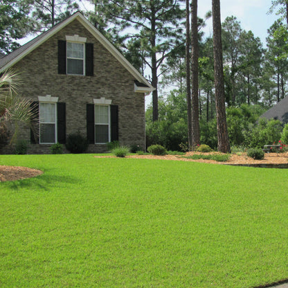 Centipede Grass Seeds Eremochloa Ophiuroides Low-Maintenance Lawn Grass Heat & Drought Tolerant Turf