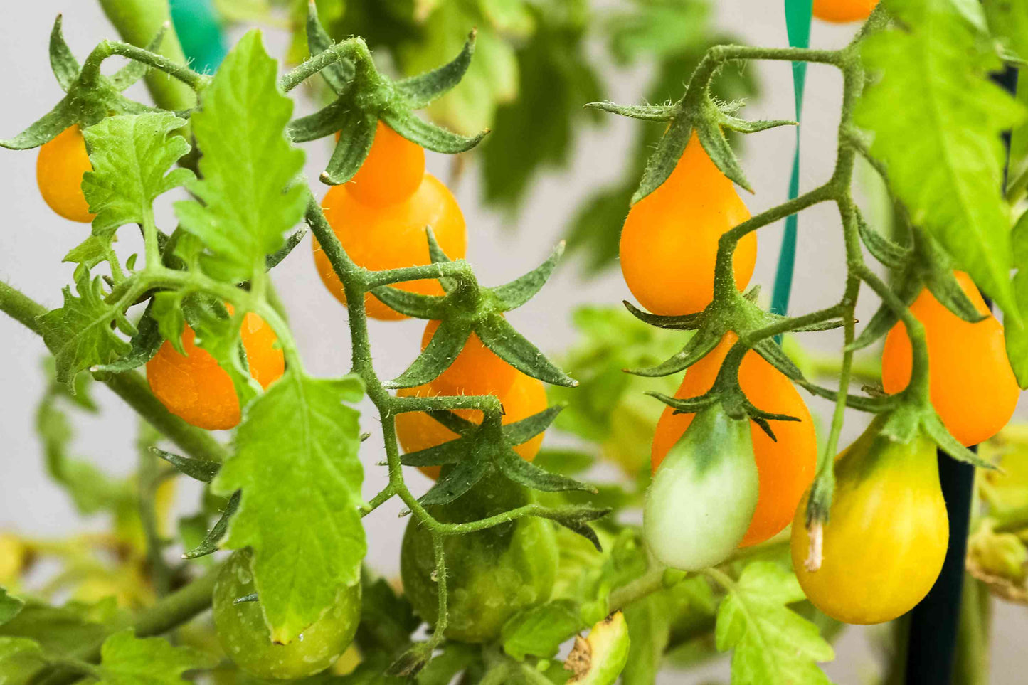 Cherry Pear Yellow Tomato – Vegetable Seeds