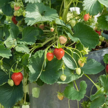 Sweet Charlie Strawberry Seeds – Heirloom, Non-GMO, Early-Bearing, Sweet Red Variety