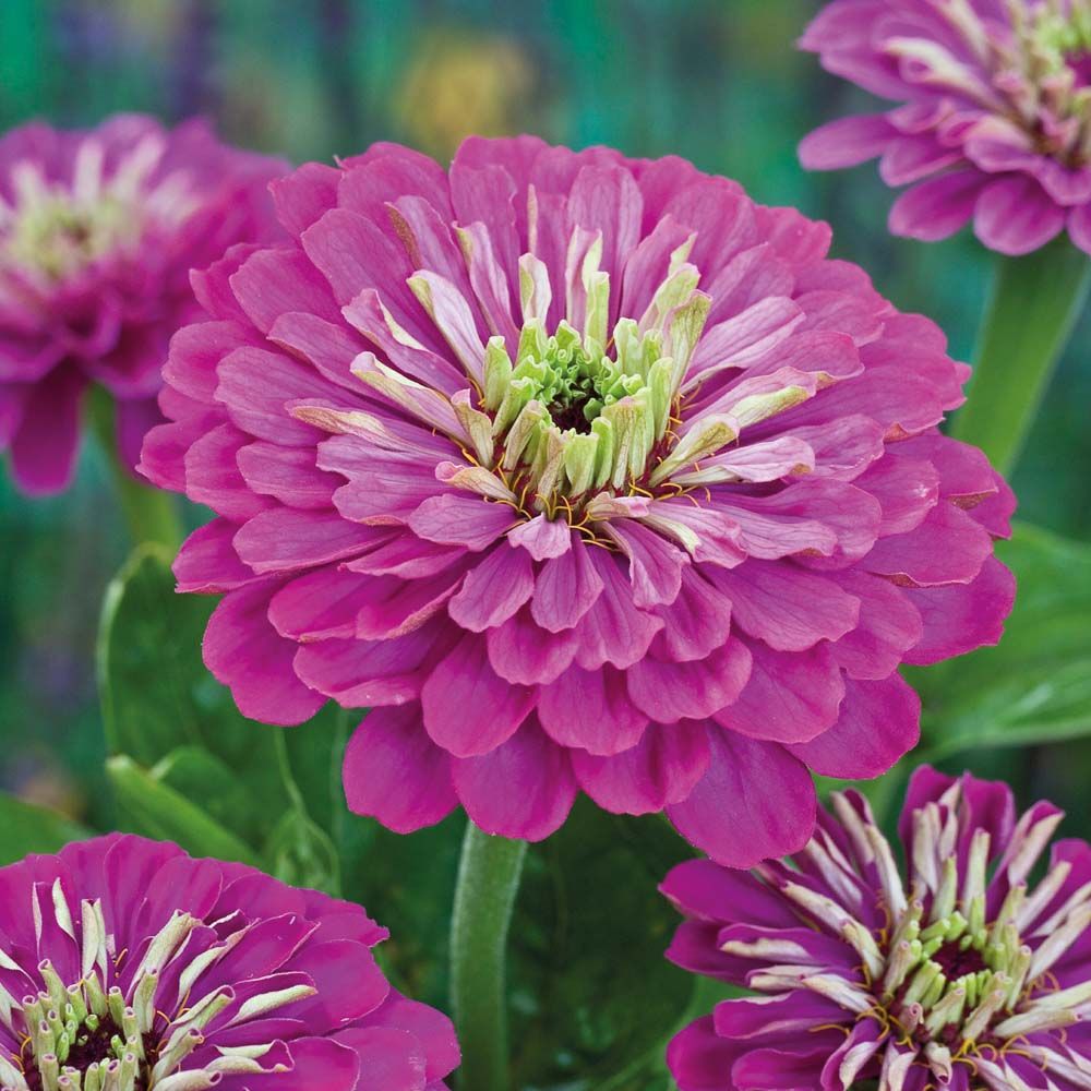 Zinnia Zinnia Elegans – Purple Prince Garden Flower Seeds