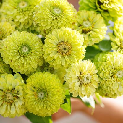 Envy Zinnia Flower Seeds Unique Green Blooms