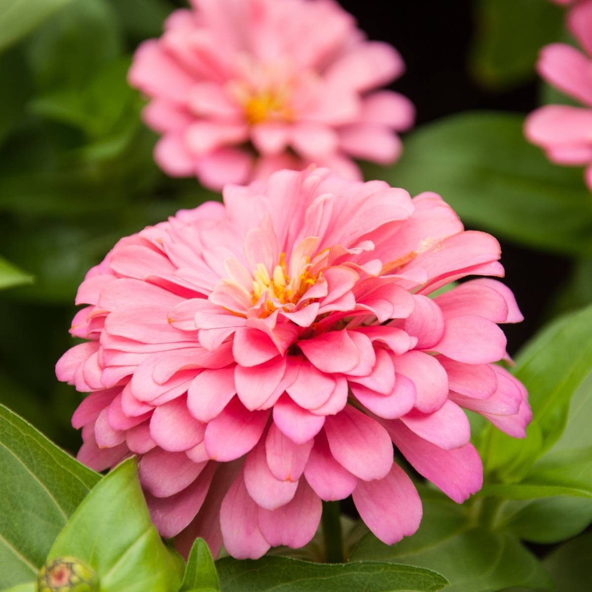 Zinnia Zinnia Elegans – Luminosa Pink Garden Flower Seeds