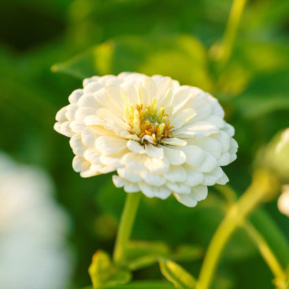 Polar Bear Zinnia Colorful Wildflower Garden Seeds