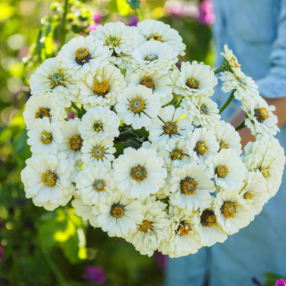 Polar Bear Zinnia Colorful Wildflower Garden Seeds