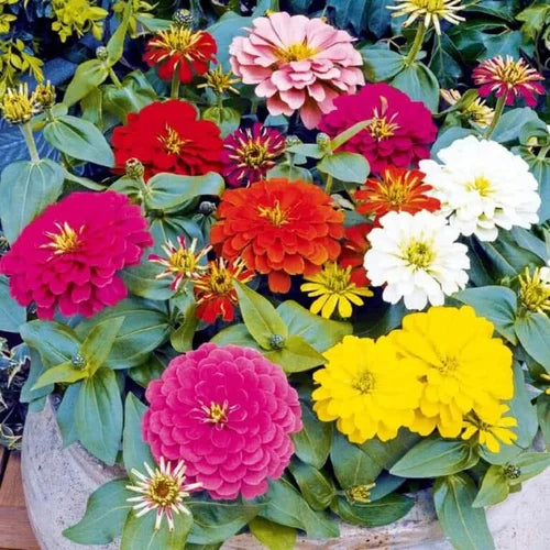 Dahlia Flowered Mixed Zinnia – Colorful Wildflower Seeds