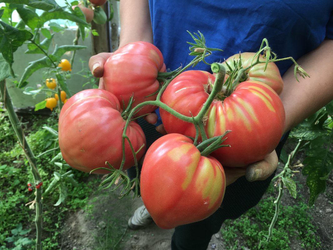 Giant Belgium Tomato – Heirloom Vegetable Garden Seeds